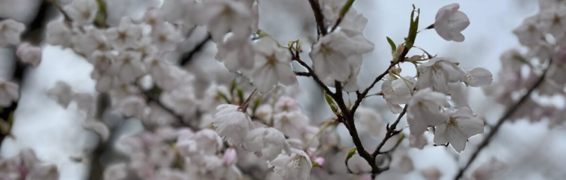 Earth Day cherry blossoms