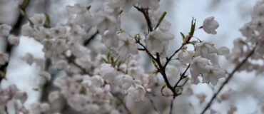 Earth Day cherry blossoms